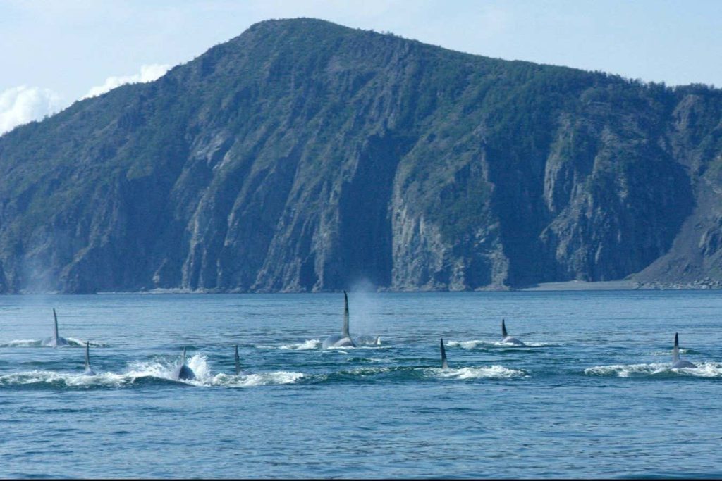 Orca – Black & White Gold review: Tense docu-thriller exposes cruel whale trade
