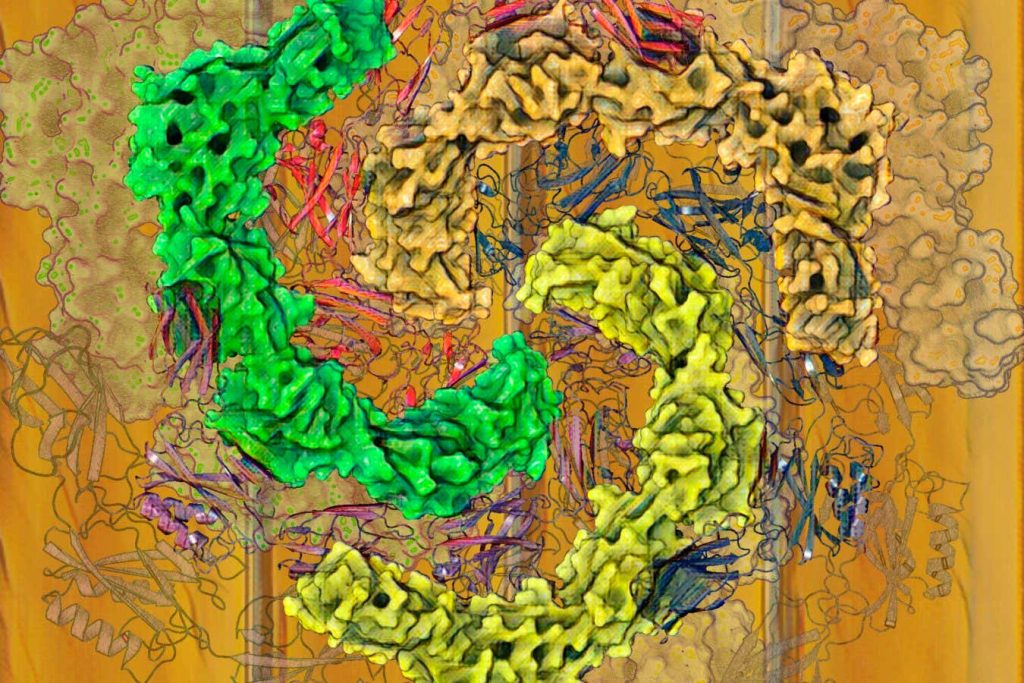 Weird microbes could help rewrite the origin of multicellular life