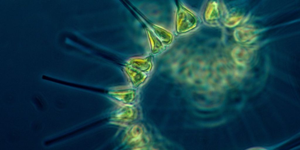 Oceans Absorb Far Less CO2 Than Previously Thought