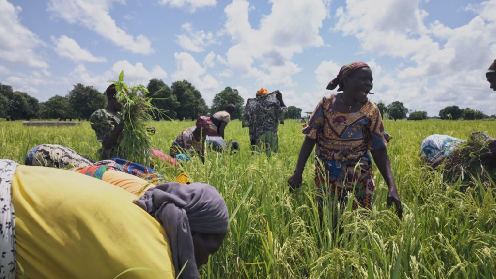 Offensive Agricole: Burkina Faso | Africa’s New Directions | Agriculture