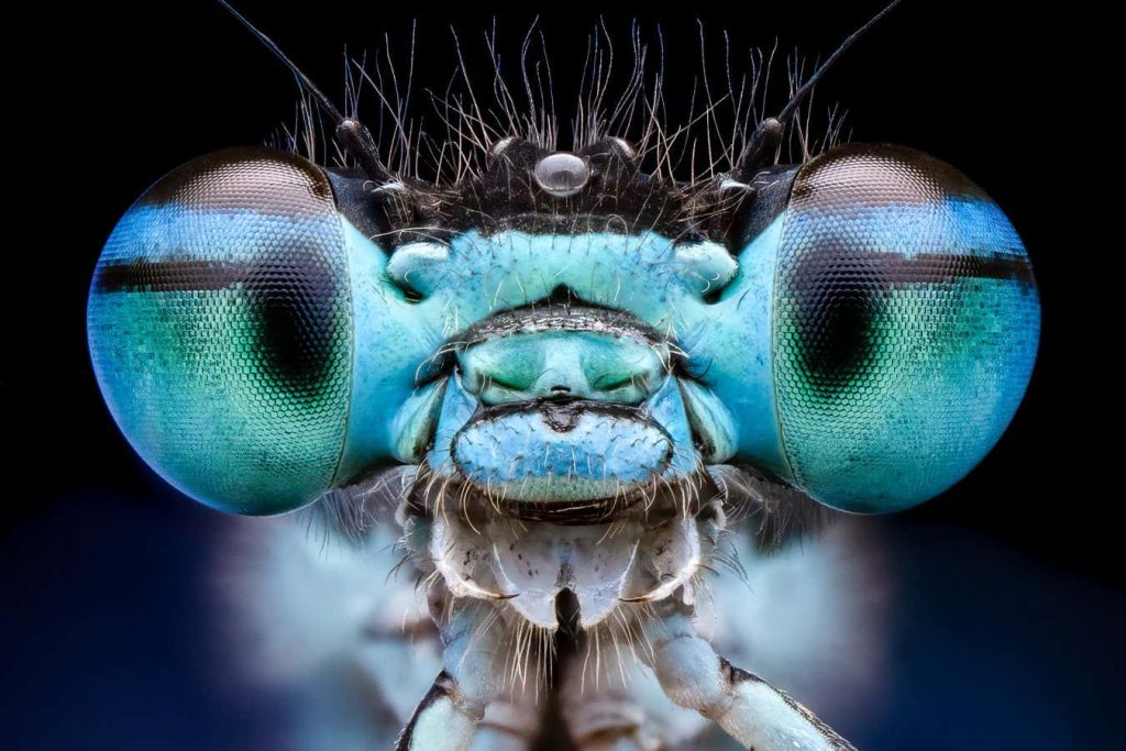 Incredible close-up images of insects scoop photo contest honours