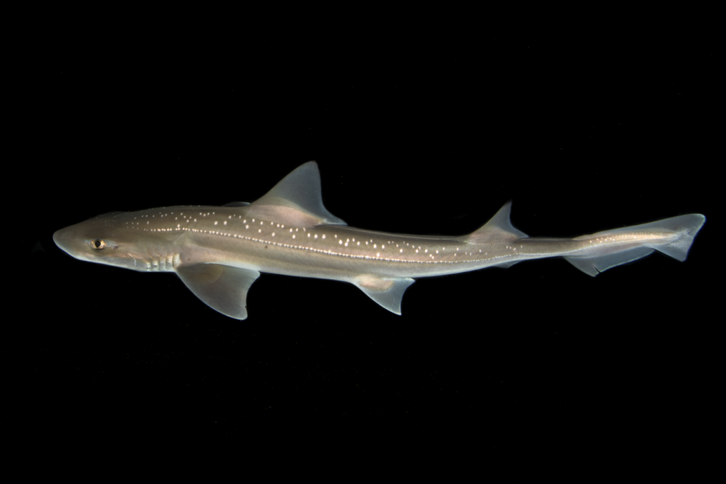 Sharks aren’t silent after all
