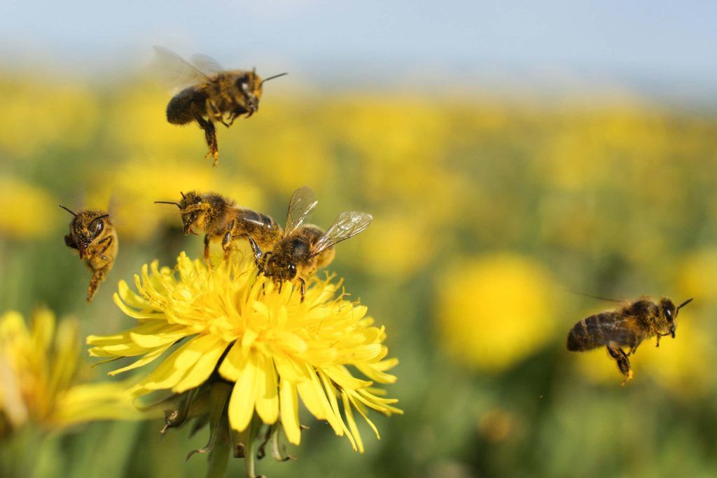 Honeybees are getting confused by electric pollution from power lines