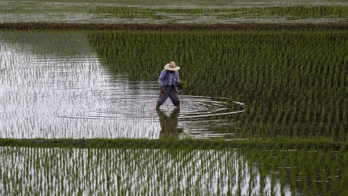 Japan’s Rice Crisis Rattles Politics