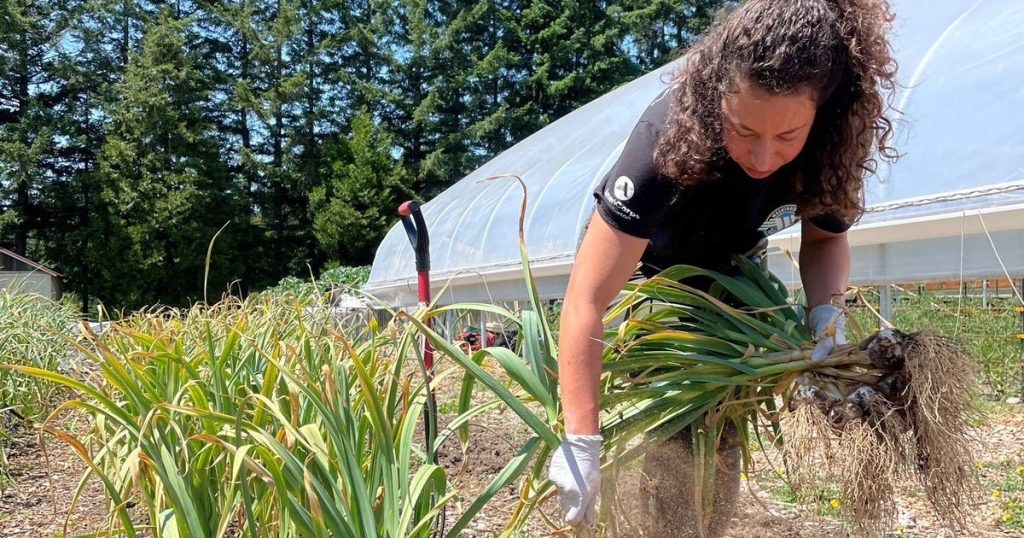 Farm to Freezer program steps in to help food banks, planet