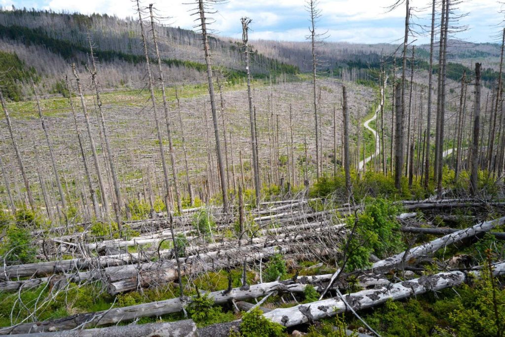 Forest crisis sparks alarm that Europe will miss net-zero targets
