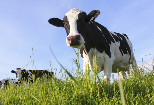 Ground Beef Prices On The Rise