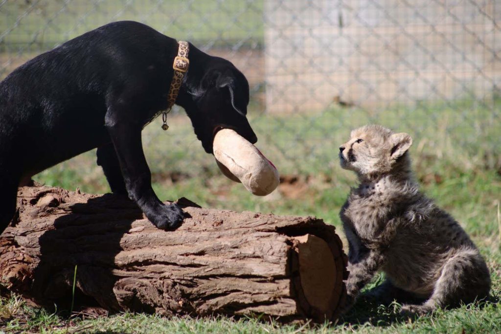 Puppy and cheetah cub make unlikely pair of step-siblings