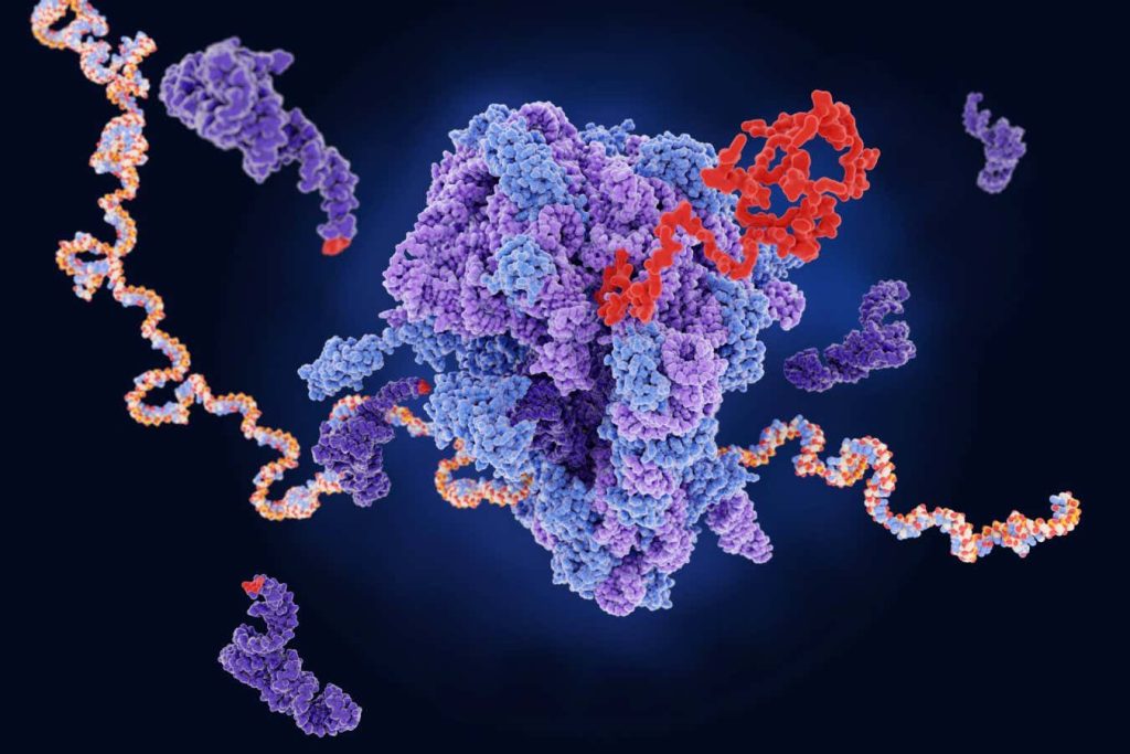 Ageing in the brain may be caused by a breakdown in protein production