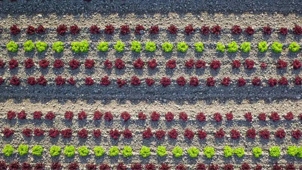 3 Lessons I learned from regenerative agriculture