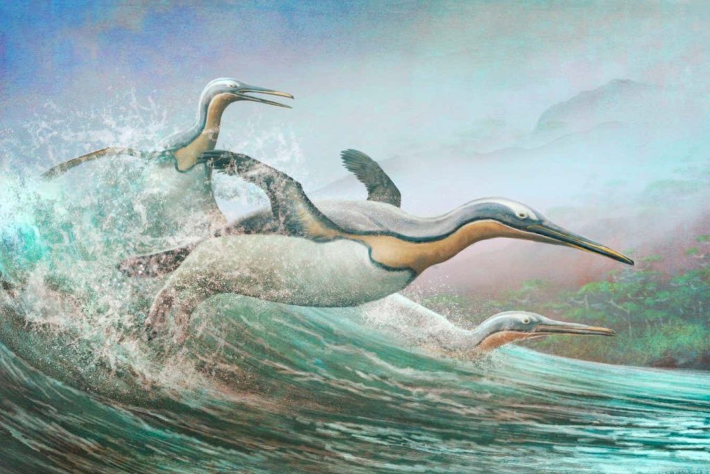 Early penguins may have used dagger-like beaks to skewer prey