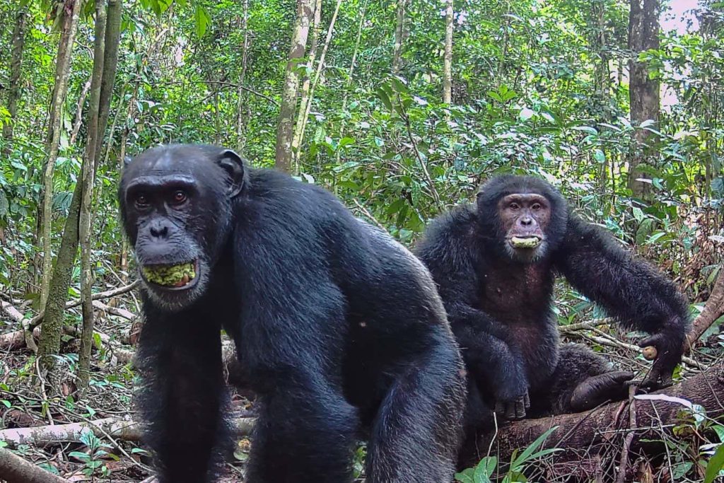 Wild chimpanzees may get mildly intoxicated from alcoholic fruit
