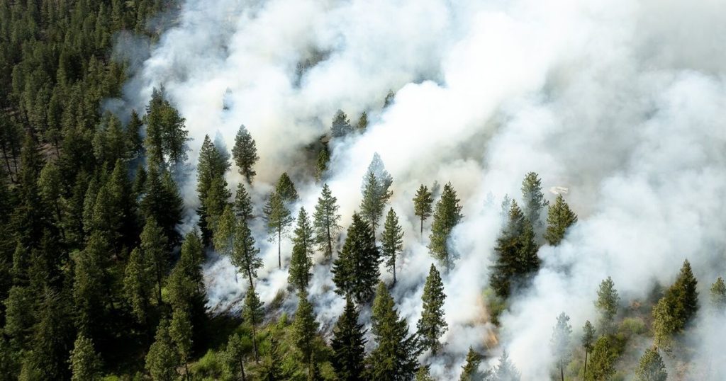 Keep climate dollars flowing to forests, the front lines of climate change
