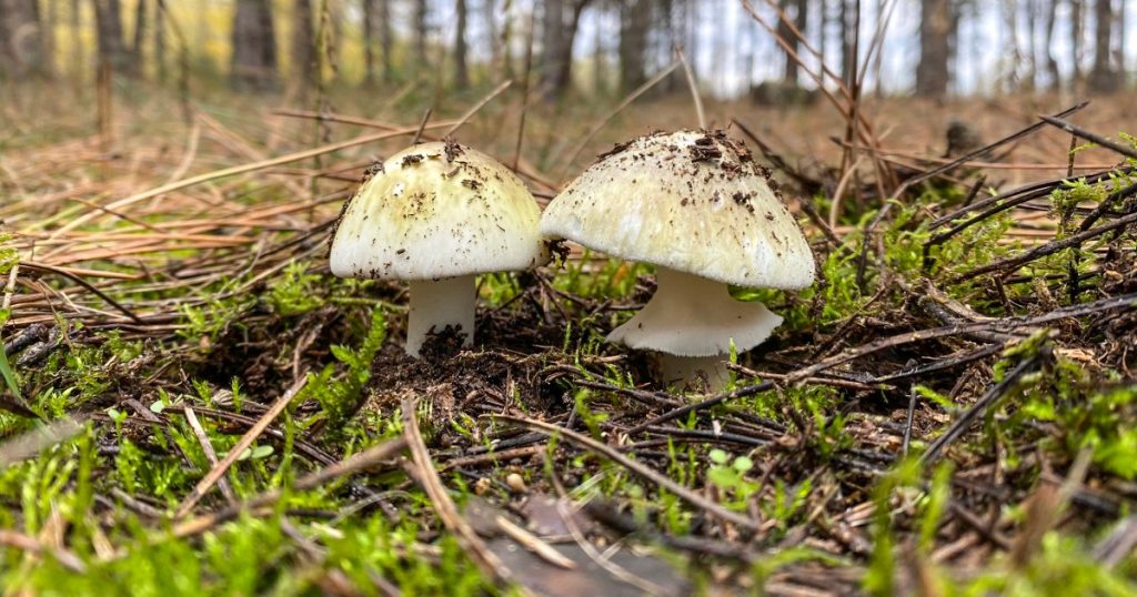Poisonings from ‘death cap’ mushrooms in California prompt warning against foraging