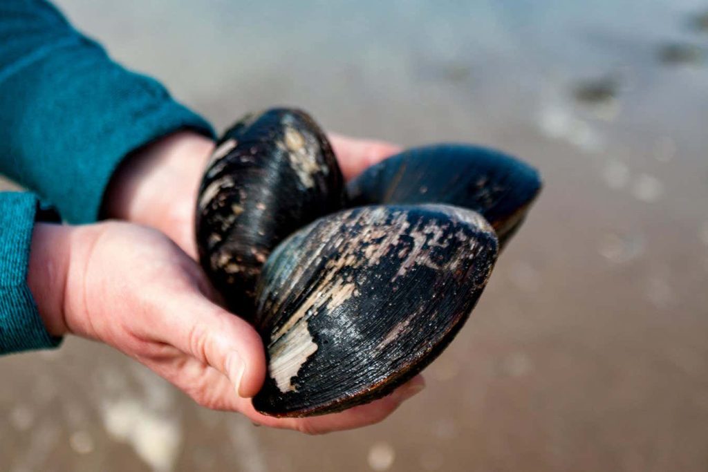 The surprising longevity lessons from the world’s oldest animal