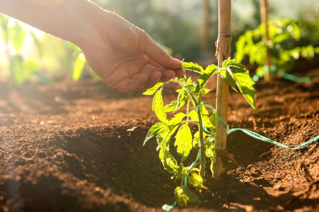 Why stroking seedlings can help them grow big and strong