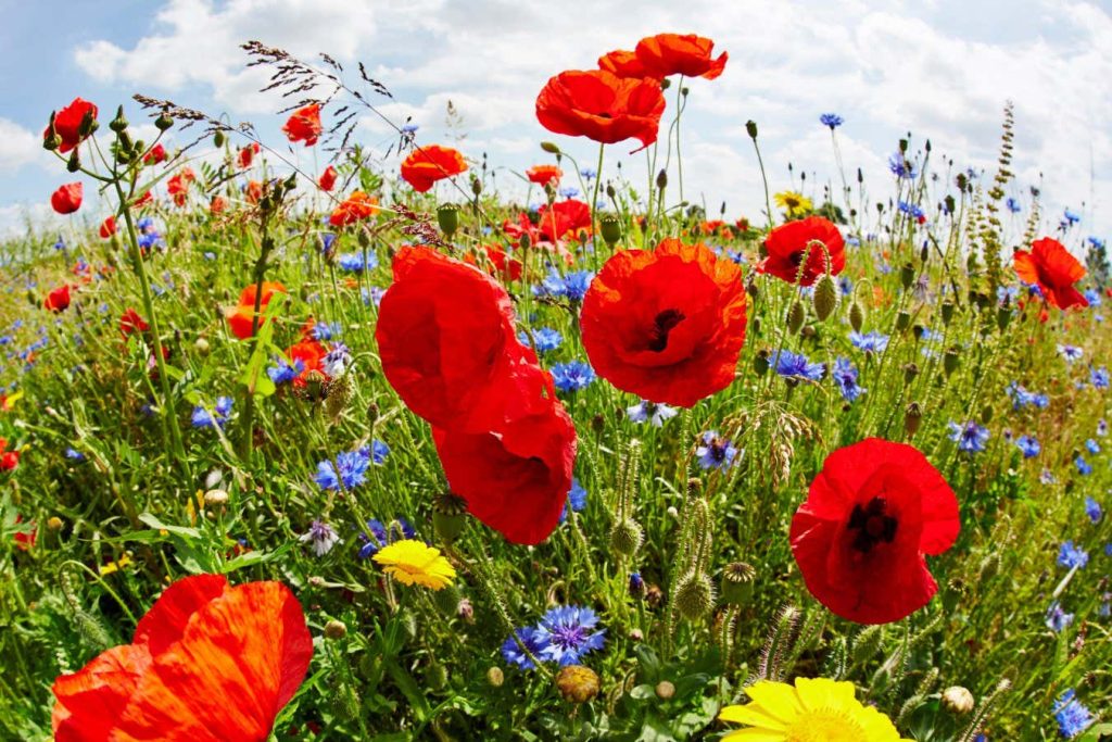 Do weeds really love poor soil? Not if you look at the science