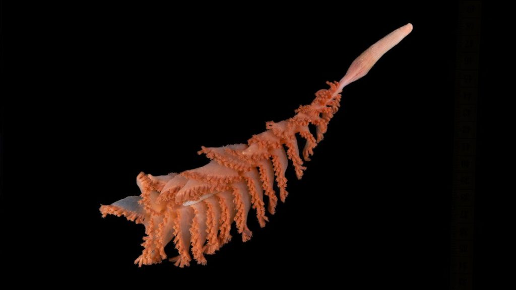 Ocean census reveals more than 1,100 new species