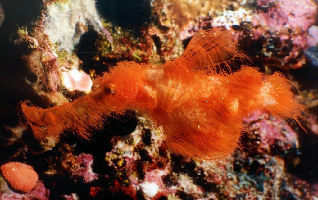 A real Mr. Snuffleupagus? Meet the ocean’s strangest new fish species