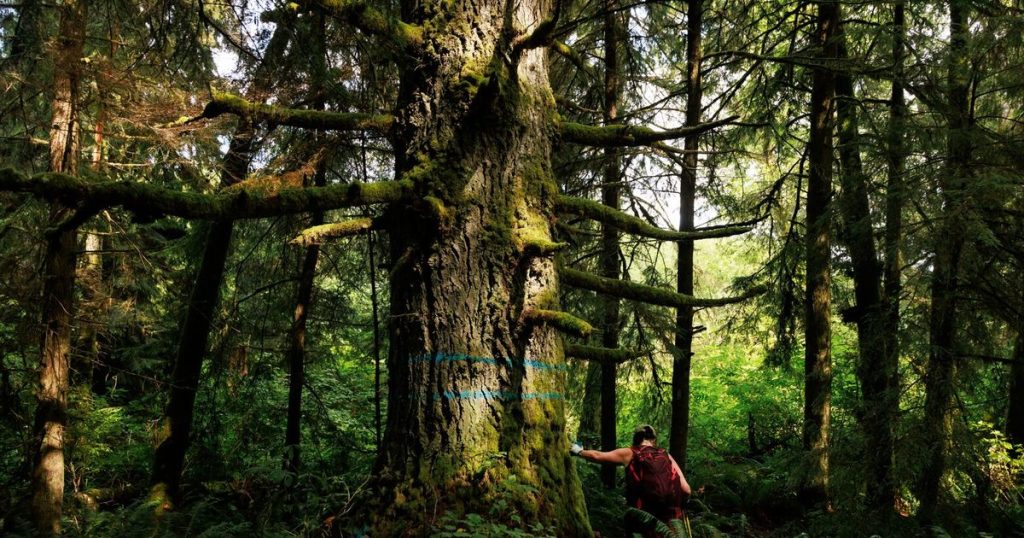 WA schools chief: Here’s why I vote the way I do on forests