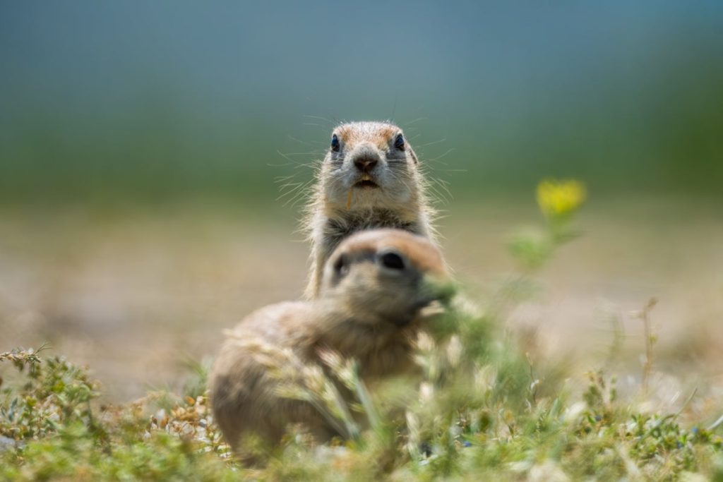 Ancient ground squirrels feasted on carcasses like ‘zombies of the Pleistocene’
