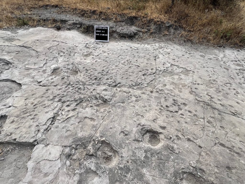 The Laetoli Footprints—the oldest hominin footprints ever found—are at risk of destruction