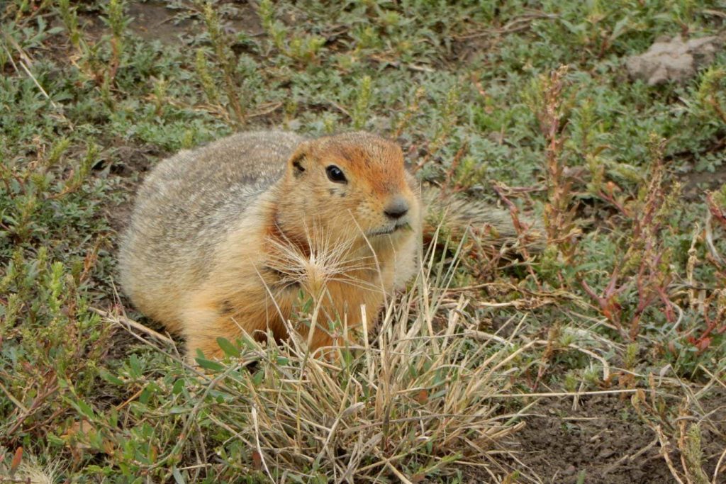 Frozen squirrel scat preserves ancient DNA from hundreds of species