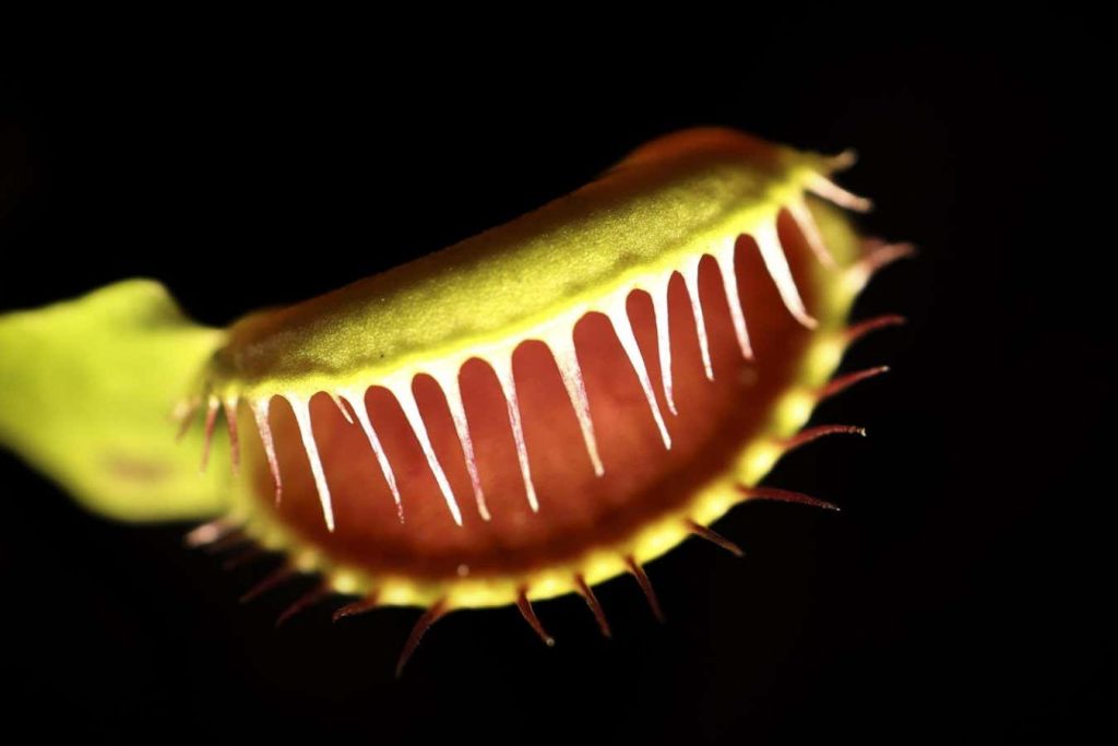 Have we finally worked out how Venus flytraps snap shut?