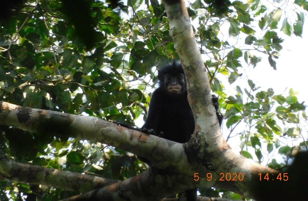 Scientists discover a ‘remarkable’ new monkey species with orange lips and a froglike roar