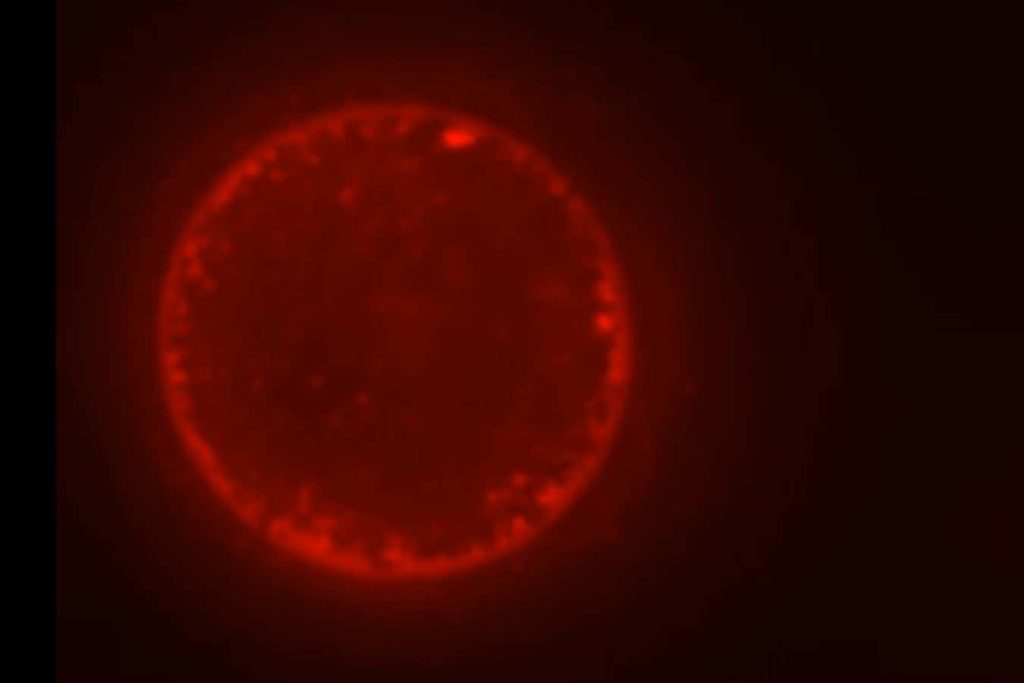 Synthetic biology may finally be ready to solve life’s biggest mystery