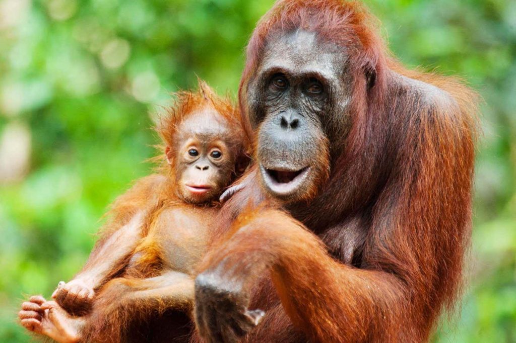 Orangutan mothers seem to plan playdates for their offspring