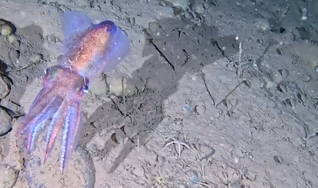 Rare footage reveals elusive Arctic bobtail squid mom with clutch of eggs