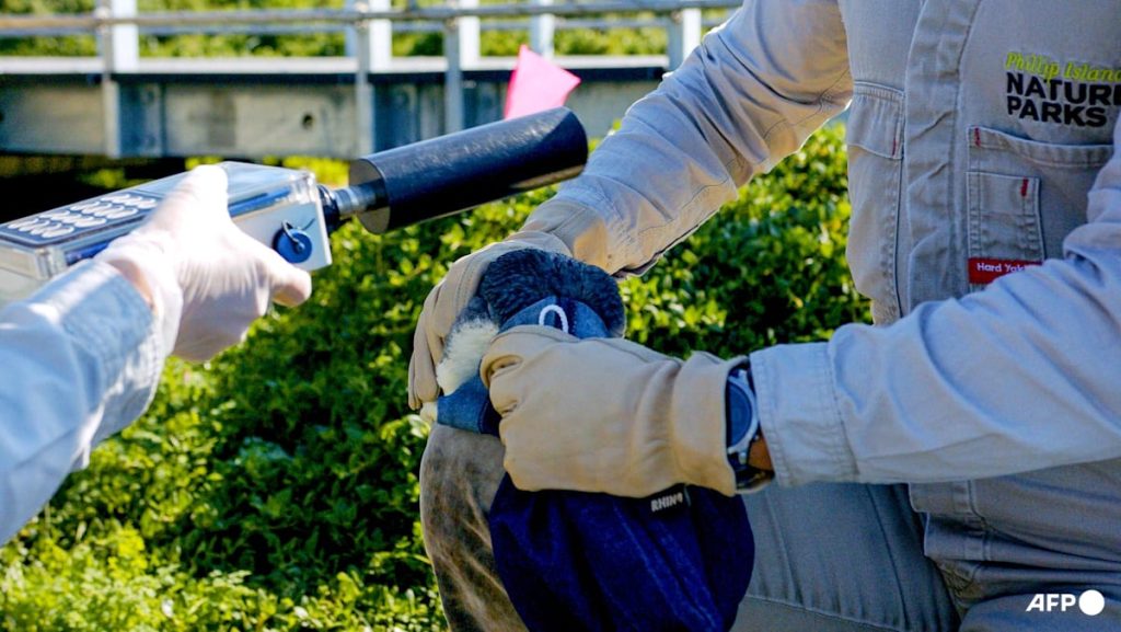 Australia races to shield little penguins from H5N1 bird flu