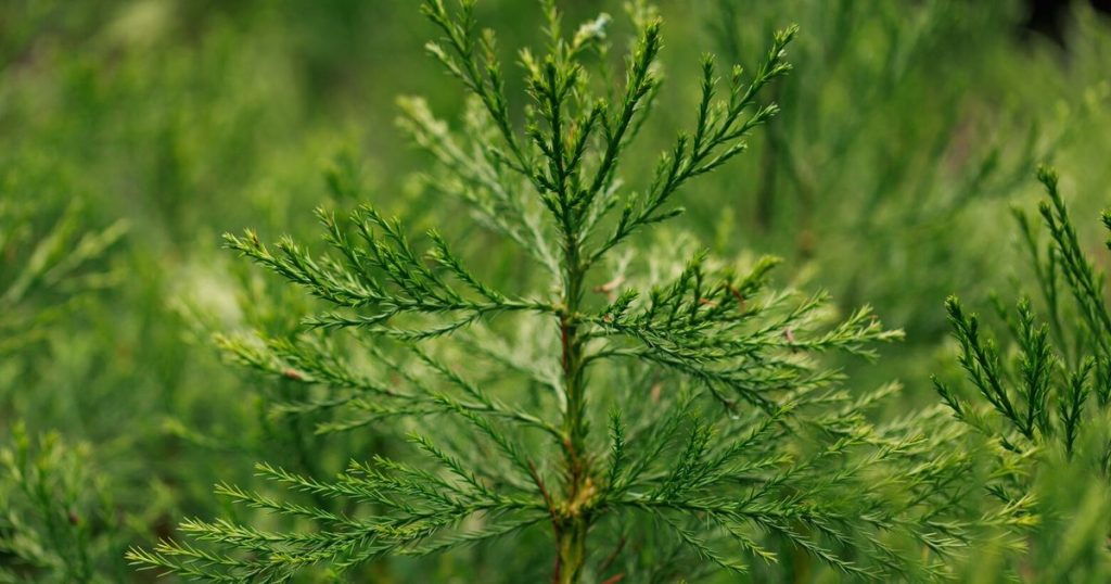 Consider adding new trees to Northwest forests: Redwoods and sequoias