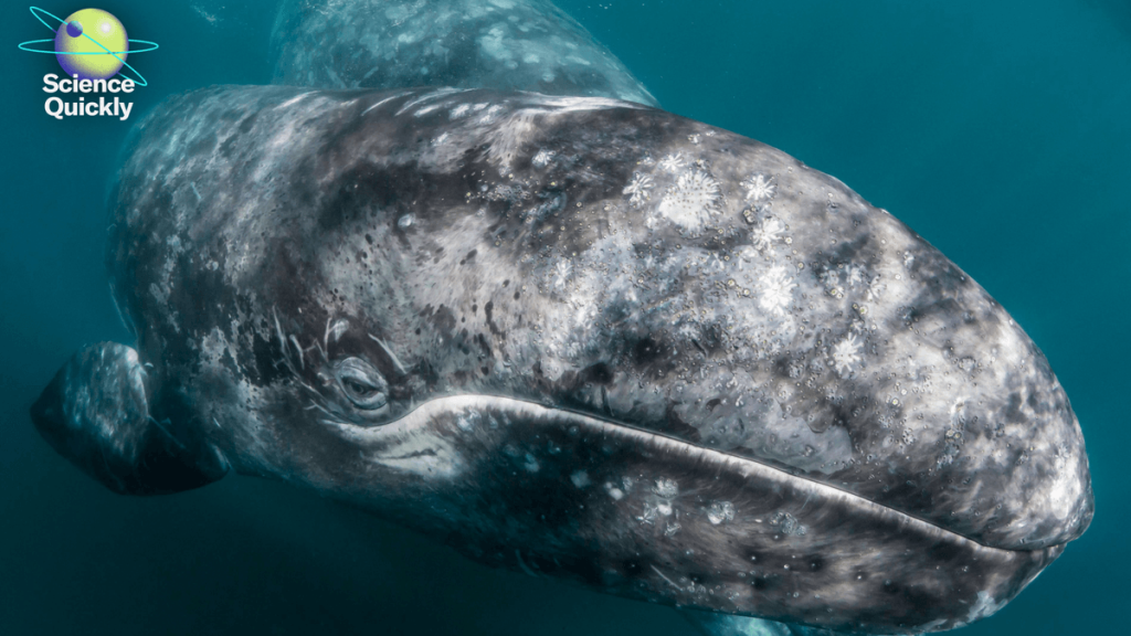 How changes to Endangered Species Act regulations could hurt wildlife