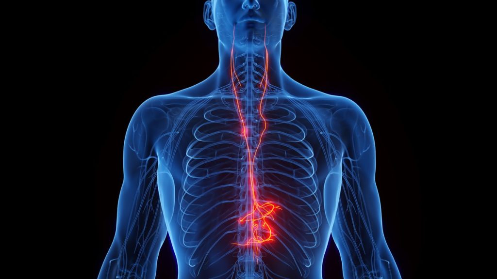 Scientists are closer than ever to understanding the power of the vagus nerve