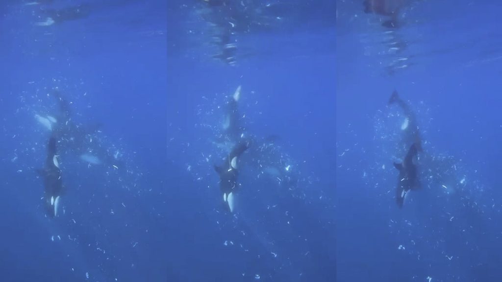 Watch orcas smashing fish to smithereens, possibly for fun