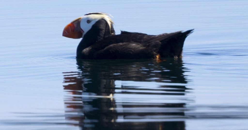 We can’t let WA seabird refuges disappear from public oversight