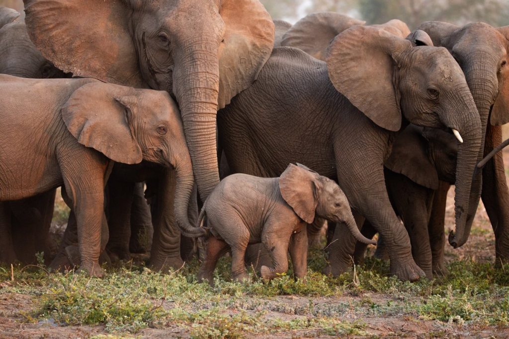 Scientists are decoding elephant rumble calls, including ‘greetings’ and ‘coos’